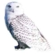 hedwig's Avatar