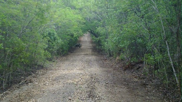 Name:  Bosque Seco Guanica.jpg
Views: 628
Size:  69.8 KB